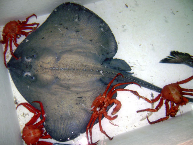 Bathyraja meridionalis