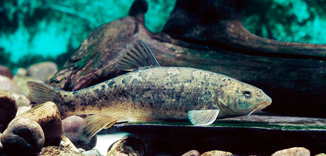 Barbus meridionalis