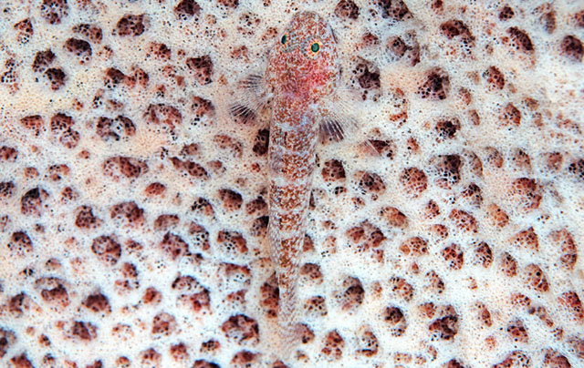Bathygobius mero