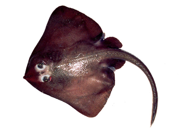 Bathyraja minispinosa