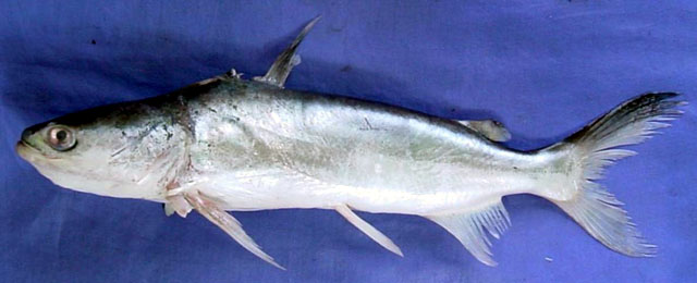 Batrachocephalus mino