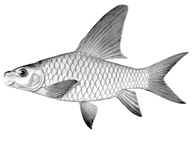Labeobarbus nanningsi