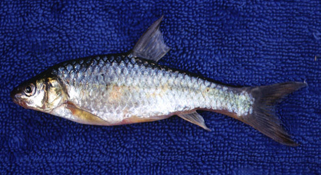 Enteromius neumayeri
