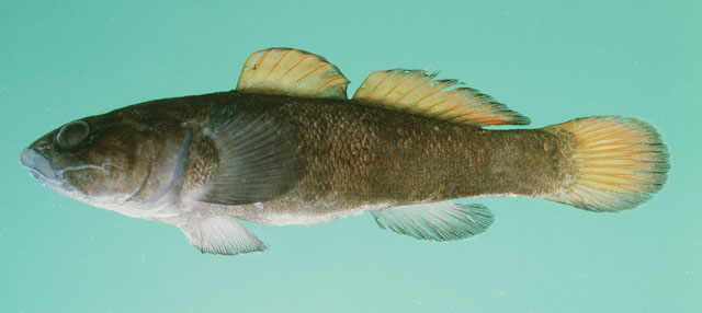 Bathygobius niger