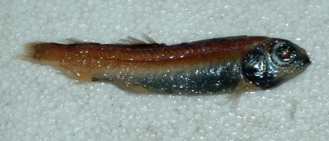 Bathylagoides nigrigenys