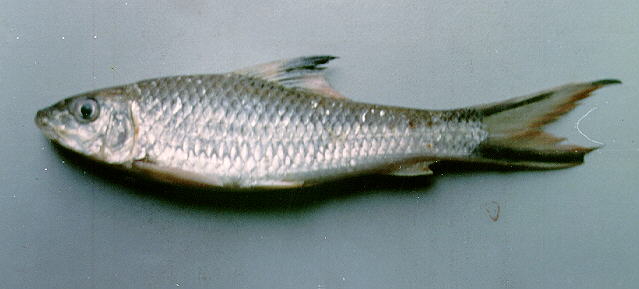 Barbichthys laevis
