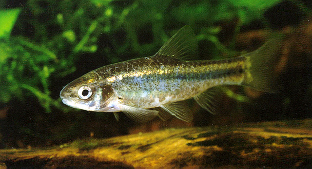 Enteromius olivaceus