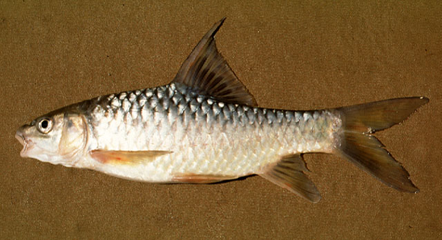 Labeobarbus oxyrhynchus