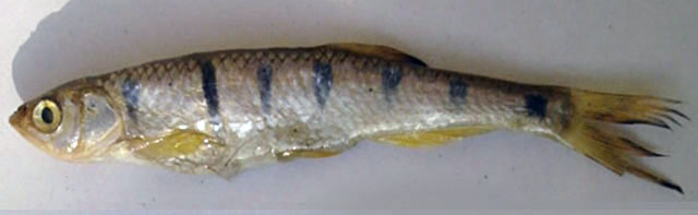 Barilius pakistanicus