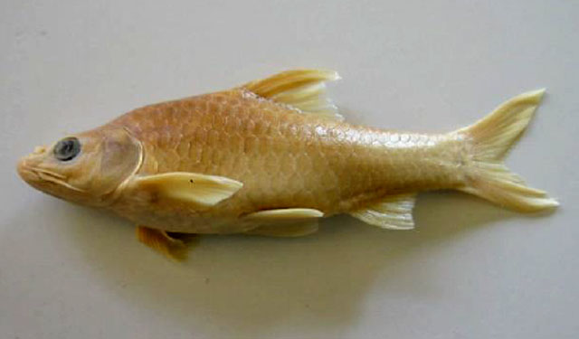 Barbodes palata