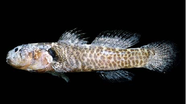 Barbulifer pantherinus