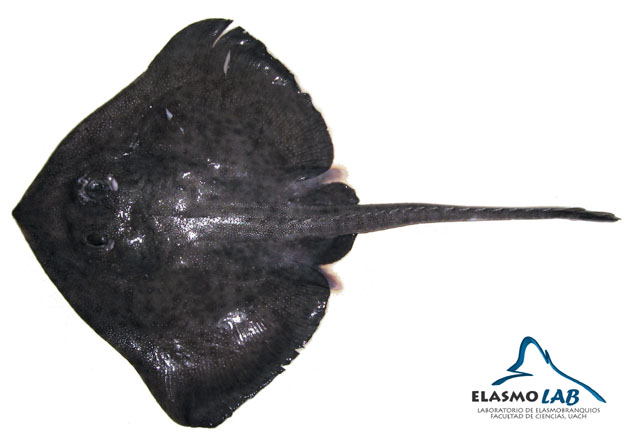 Bathyraja peruana