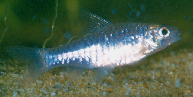 Clypeobarbus pleuropholis