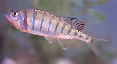 Opsarius pulchellus