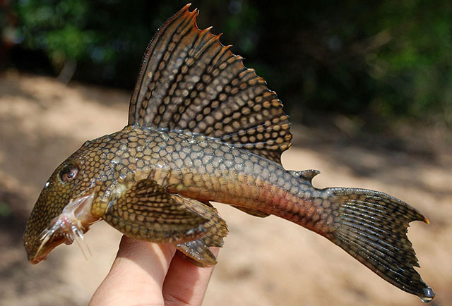 Baryancistrus quilombola