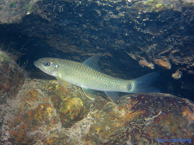 Altigena sinkleri