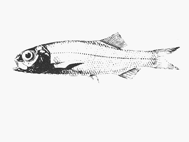 Bathytroctes squamosus
