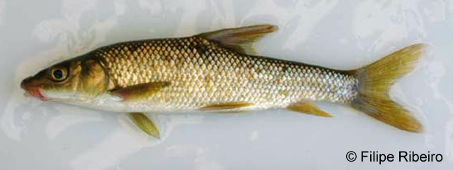Luciobarbus steindachneri