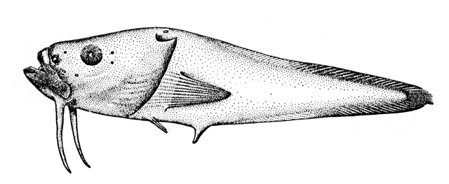 Bathylutichthys taranetzi