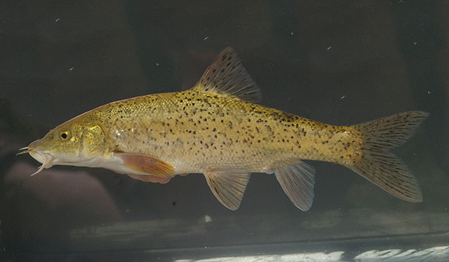 Barbus tyberinus