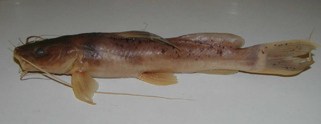 Bagrus ubangensis