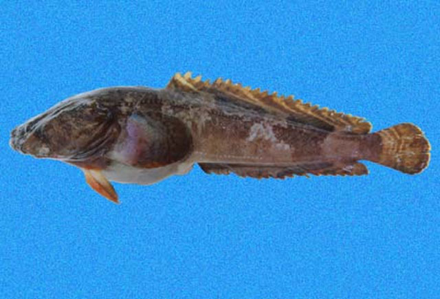 Batrachoides waltersi
