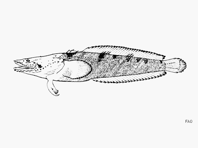 Batrachoides walkeri