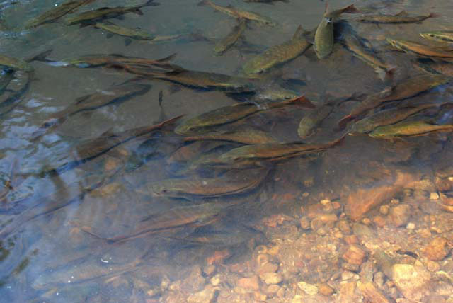 Barbodes wynaadensis