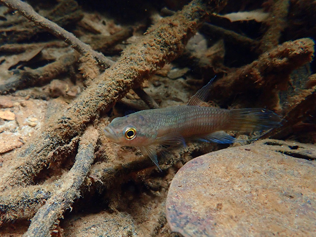 Betta akarensis