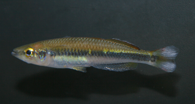 Bedotia albomarginata