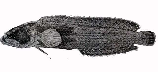 Beliops batanensis
