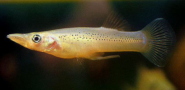 Belonesox belizanus