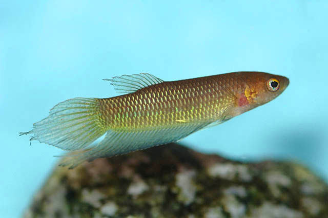 Betta bellica
