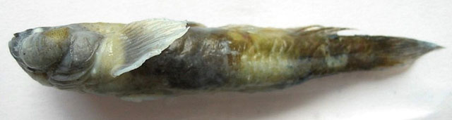 Benthophiloides brauneri