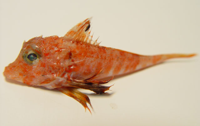 Bellator brachychir
