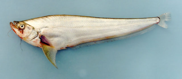 Belodontichthys dinema