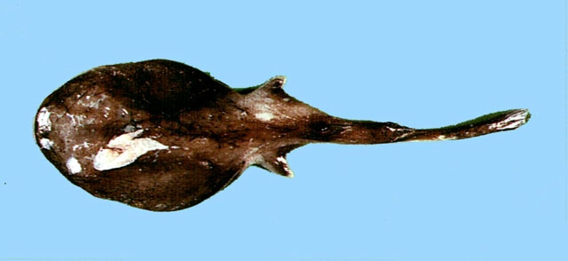 Benthobatis moresbyi