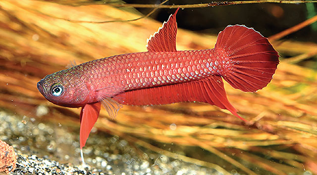 Betta mulyadii