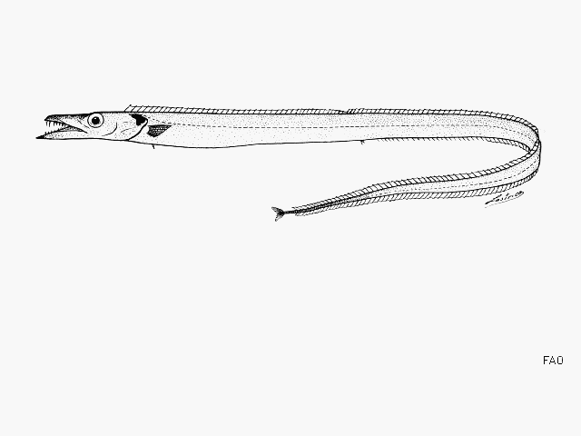Benthodesmus pacificus