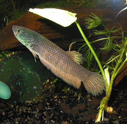 Betta patoti