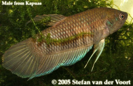Betta pinguis