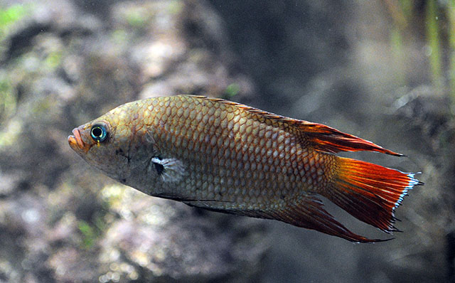 Belontia signata