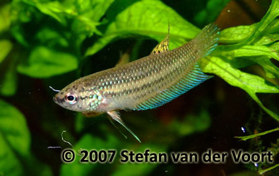 Betta stiktos