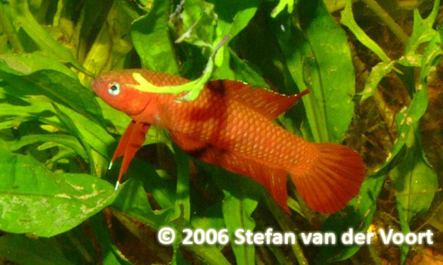 Betta uberis