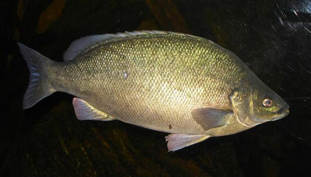 Bibid_u1.jpg