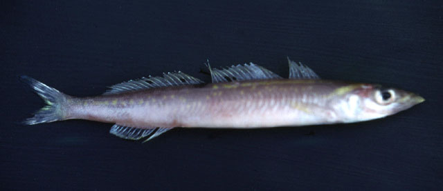 Bleekeria mitsukurii