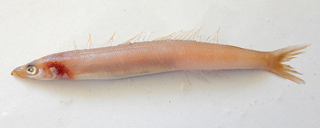 Bleekeria murtii
