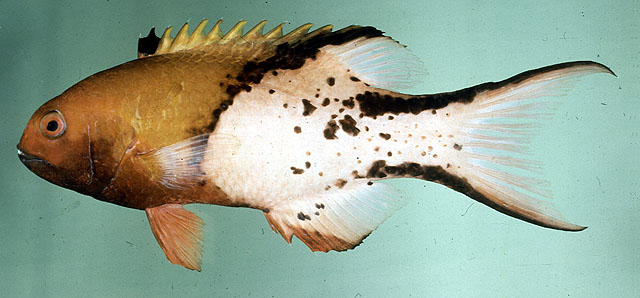 Bodianus anthioides