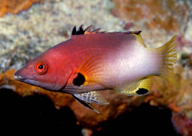 Bodianus axillaris