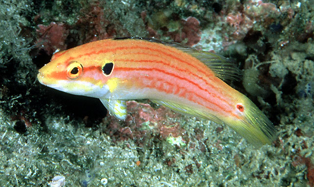 Bodianus bimaculatus